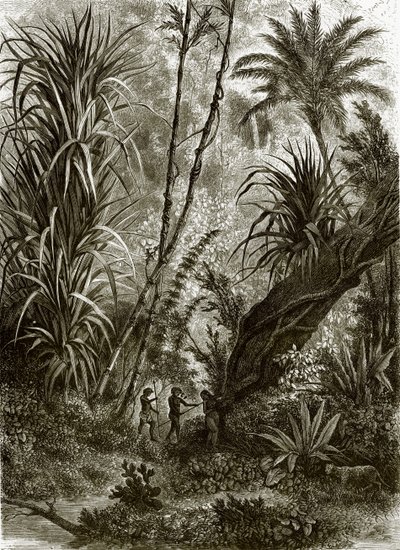 Forêt vierge à Kar-Nikobar (Océan Indien) - English School