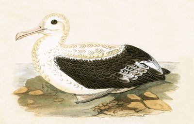 Albatros errant, illustration de 