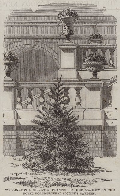 Wellingtonia Gigantea plantée par Sa Majesté dans les jardins de la Royal Horticultural Society (gravure) - English School