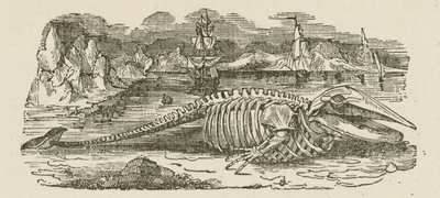Squelette de baleine (gravure) - English School