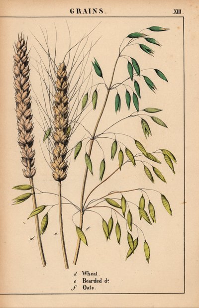 Blé, blé barbu et avoine, de "The Instructive Picturebook, or Lessons from the Vegetable World," [Charlotte Mary Yonge], Édimbourg - English School