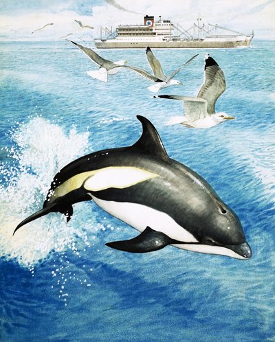 Dauphin à flancs blancs sautant à travers les vagues - English School