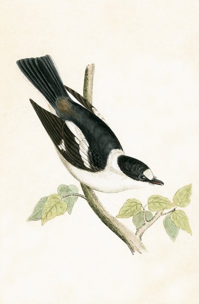 Gobemouche à collier blanc, illustration de 