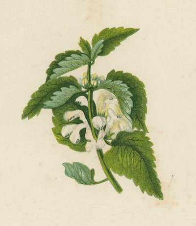 Lamier Blanc, Lamium Album - English School