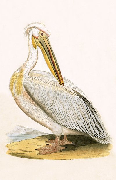 Pélican blanc, illustration de 
