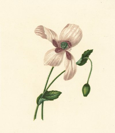 Pavot blanc, Papaver Somniferum - English School