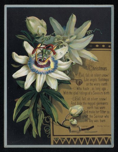 Fleur de la passion blanche, carte de vœux de Noël - English School