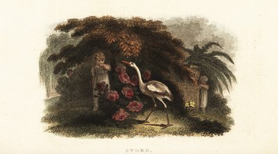 Cigogne blanche, Ciconia ciconia, jouant à cache-cache avec des enfants dans un jardin - English School