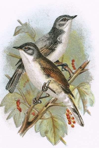 Fauvette grisette (en bas) et fauvette babillarde (en haut) - English School