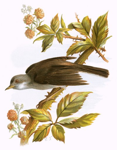 Fauvette grisette - English School