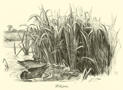 Canards siffleurs - English School