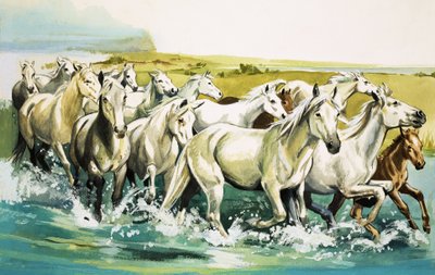 Chevaux sauvages de la Camargue, 1971 - English School