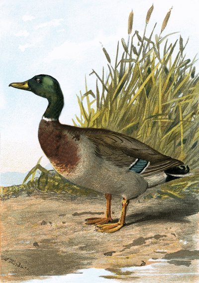 Canard sauvage ou colvert - English School