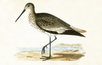 Willet, illustration de 