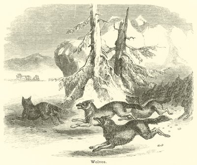 Loups - English School