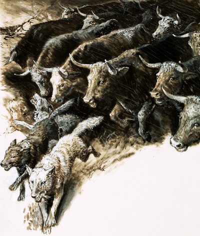 Loups pris dans une bousculade - English School