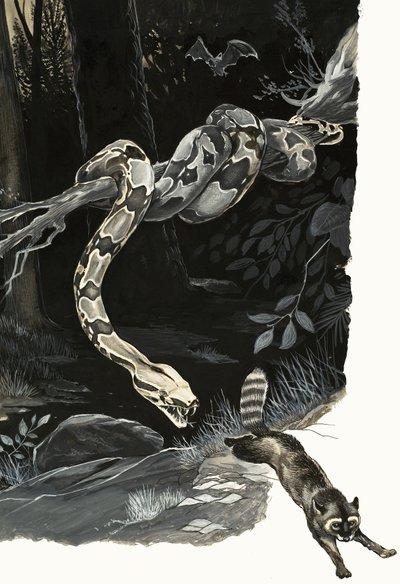 Merveilles de la nature : Serpent qui avait autrefois des pattes - English School