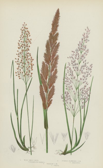 Petite roseau des bois, Petite roseau à fleurs pourpres, Petite roseau étroite - English School