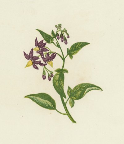 Morelle douce-amère, Solanum Dulcamara - English School