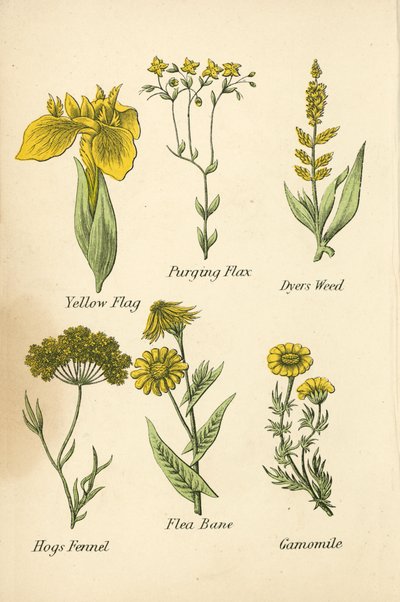 Iris Jaune, Lin Purgeur, Réséda des Teinturiers, Fenouil Porcin, Pulicaire, Camomille - English School