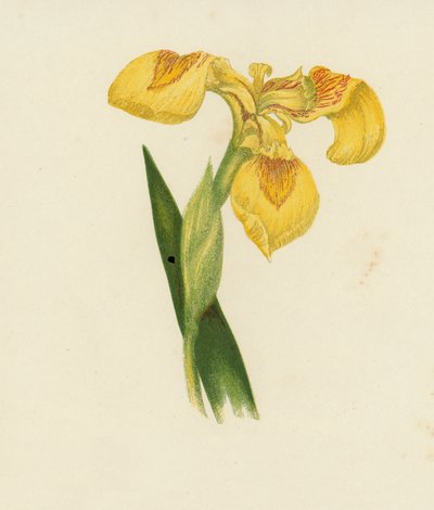 Iris jaune, Iris Pseudacorus - English School