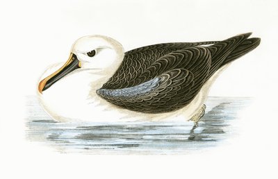 Albatros à nez jaune, illustration de 