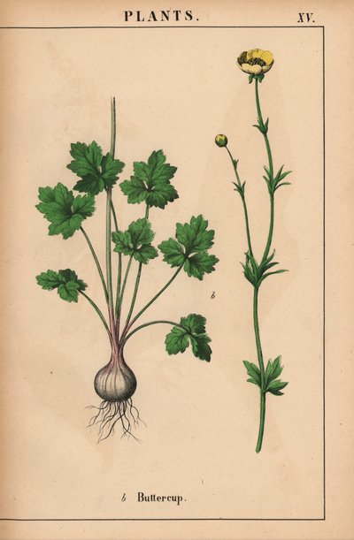 Renoncule jaune, de "The Instructive Picturebook, or Lessons from the Vegetable World," [Charlotte Mary Yonge], Édimbourg - English School