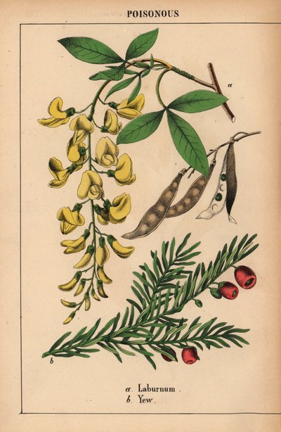 Laburnum jaune et if avec des baies rouges, de 