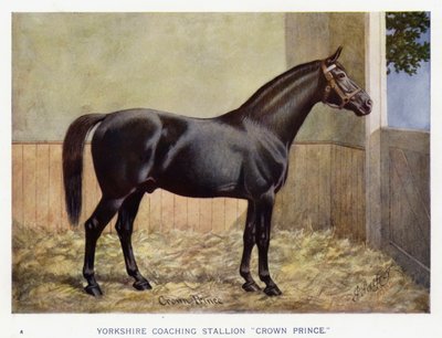 Étalon de Yorkshire "Crown Prince" - English School