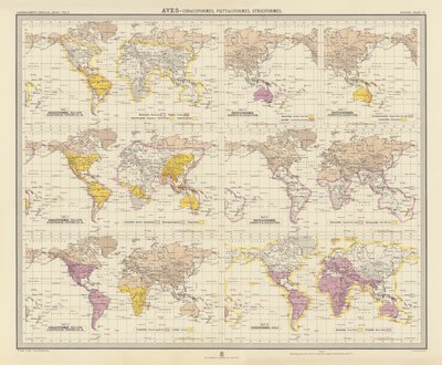 Zoogéographie : Aves, Coraciiformes, Psittaciformes, Strigiformes - English School