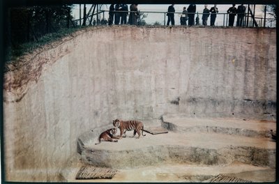 Zoo de Whipsnade, Whipsnade, Central Bedfordshire, Central Bedfordshire, UK - Eric Maybank