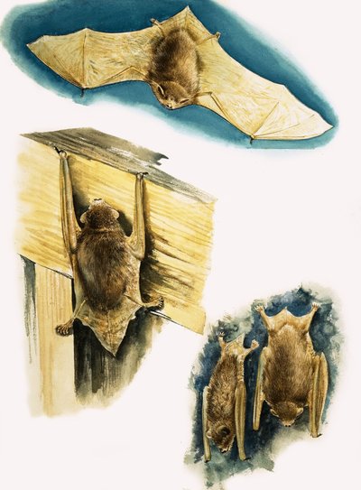 Chauves-souris - Eric Tansley