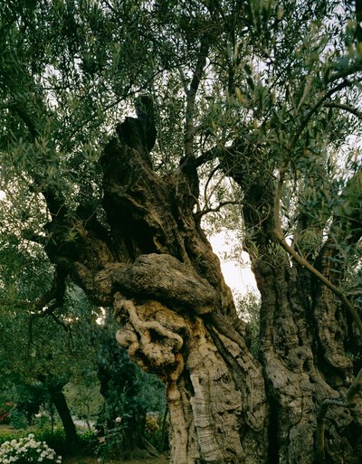 Oliviers anciens dans le jardin de Gethséman, vallée du Cédron, Jérusalem, Israël (photo) - Erich Lessing