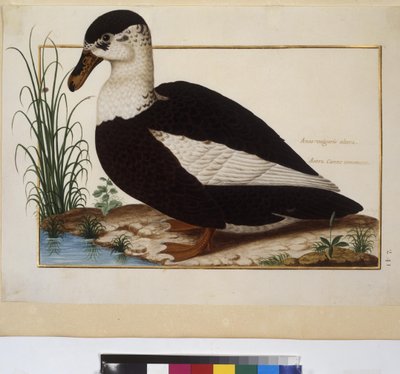 Pleine page : étude d