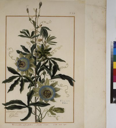 Pleine page : étude de plantes, vers 1650-75 - Erich Lessing