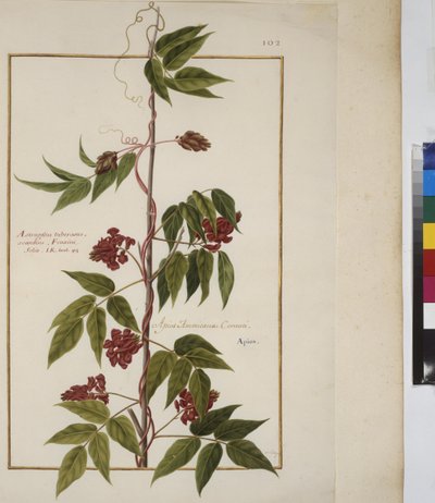 Pleine page : étude de plantes, vers 1650-75 - Erich Lessing