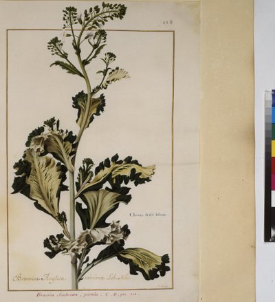 Pleine page : étude de plantes, vers 1650-75 - Erich Lessing