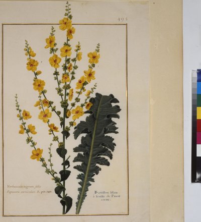 Pleine page : étude de plantes, vers 1650-75 - Erich Lessing