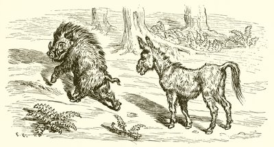 Le sanglier et l