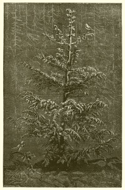 Le Sapin et la Ronce - Ernest Henry Griset