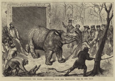 Transfert du rhinocéros velu de sa cage de voyage à sa cage - Ernest Henry Griset