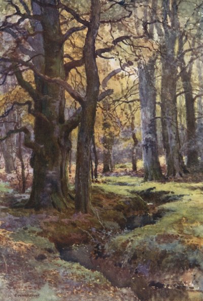 Dans Mallard Wood - Ernest William Haslehust