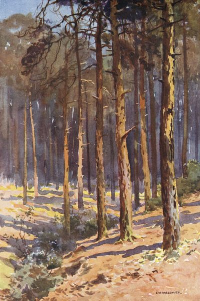 Talbot Woods, Bournemouth - Ernest William Haslehust