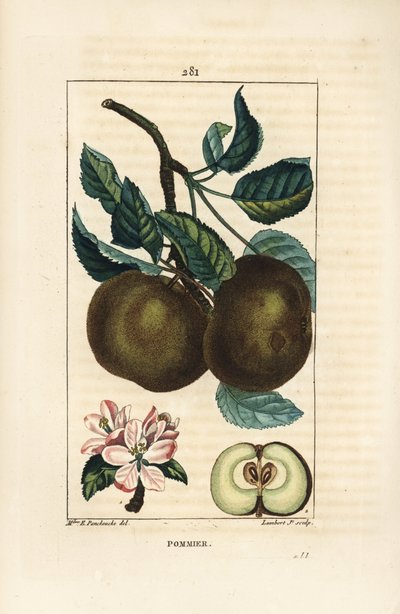 Pommier - Ernestine Panckoucke