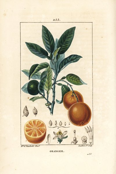 Bigaradier, orange - Ernestine Panckoucke