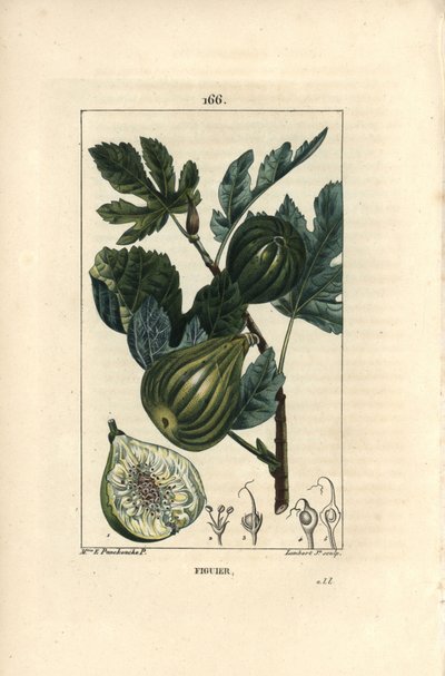 Branche de figuier avec figues - Ernestine Panckoucke