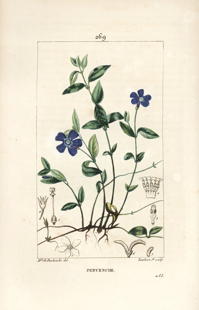 Petite pervenche - Ernestine Panckoucke