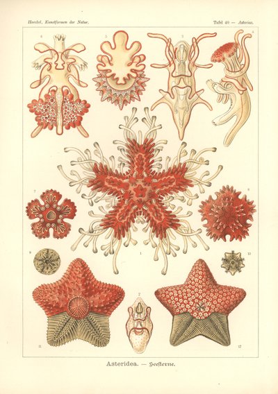 Asteridea - Étoile de mer, Pl.40 de 