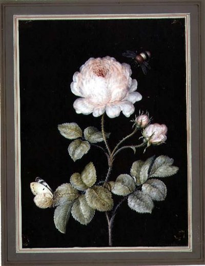 Rose avec bourdon et papillon - Ernst Friedrich Carl Lang