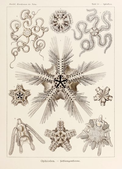 Planche 10 Ophiothrix Ophiodea de 